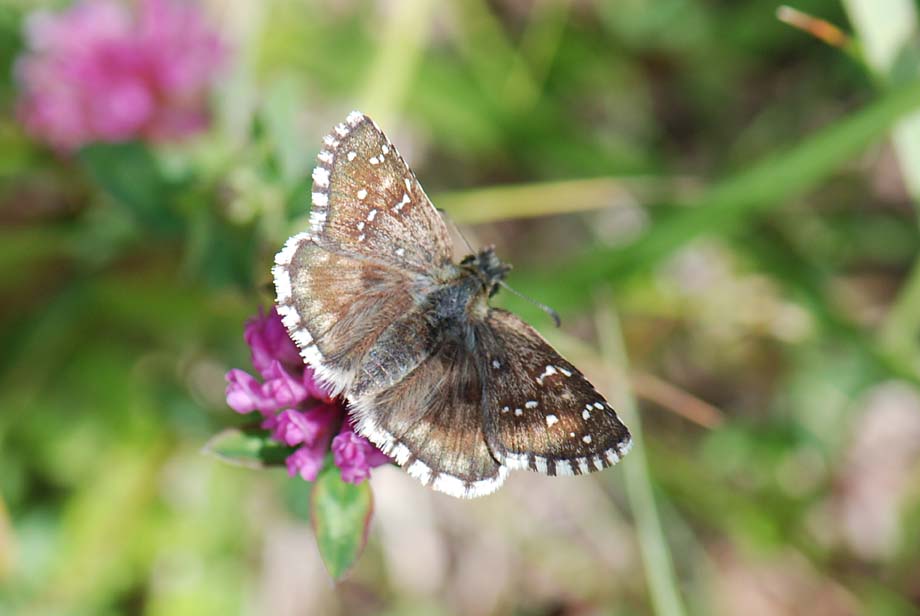 Hesperiidae da id.